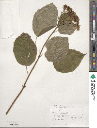 Hydrangea anomala image