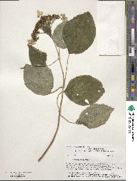 Hydrangea anomala image