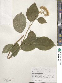 Hydrangea anomala image