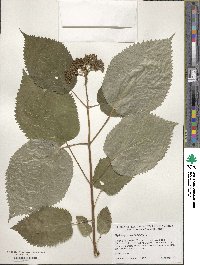 Hydrangea anomala image