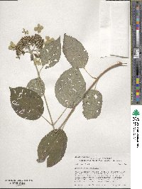 Hydrangea anomala image