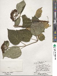 Hydrangea anomala image