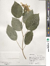 Hydrangea anomala image