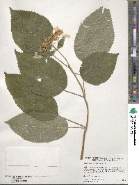 Hydrangea anomala image