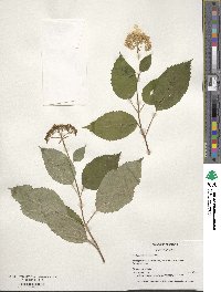 Hydrangea anomala image