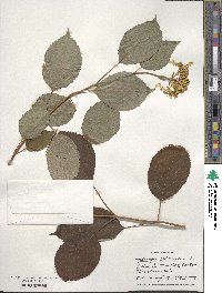 Hydrangea anomala image