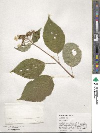 Hydrangea anomala image