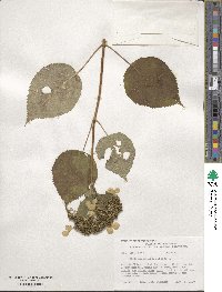 Hydrangea anomala image