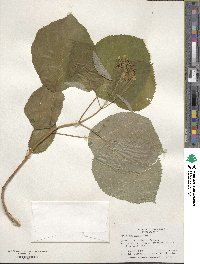 Hydrangea anomala image