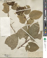 Hydrangea anomala image