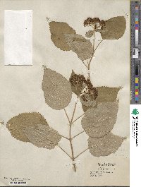 Hydrangea anomala image