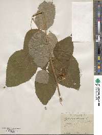 Hydrangea anomala image