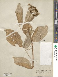 Hydrangea anomala image