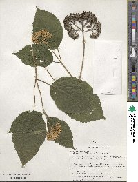 Hydrangea anomala image