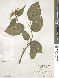 Hydrangea anomala image