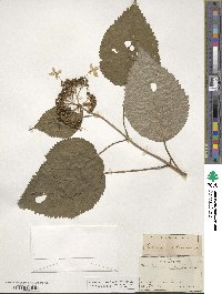 Hydrangea anomala image