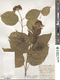 Hydrangea anomala image