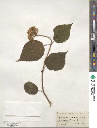 Hydrangea anomala image