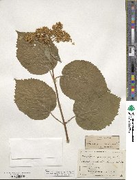 Hydrangea anomala image