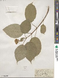 Hydrangea anomala image