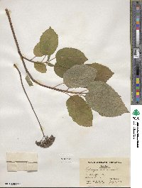 Hydrangea anomala image