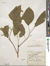 Hydrangea anomala image