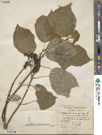 Hydrangea anomala image