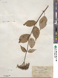 Hydrangea anomala image