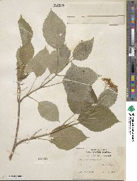 Hydrangea anomala image