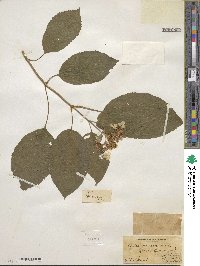 Hydrangea anomala image