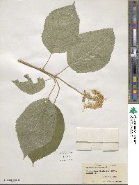 Hydrangea anomala image