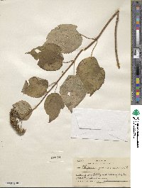 Hydrangea anomala image