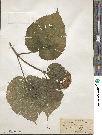 Hydrangea anomala image