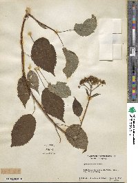 Hydrangea anomala image