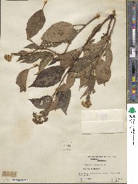 Hydrangea anomala image