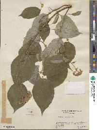 Hydrangea anomala image