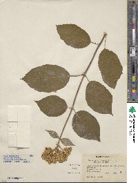 Hydrangea anomala image