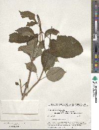 Hydrangea anomala image