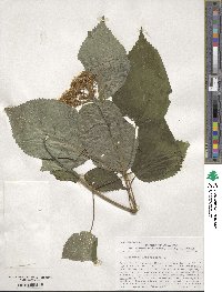 Hydrangea anomala image