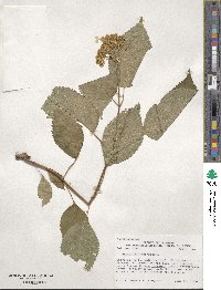 Hydrangea anomala image