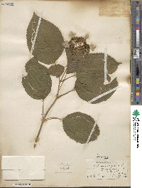 Hydrangea anomala image