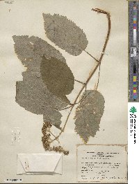 Hydrangea anomala image