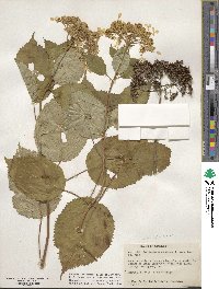 Hydrangea anomala image