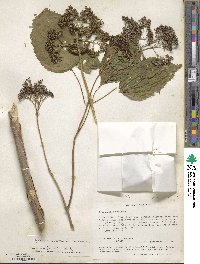 Hydrangea anomala image