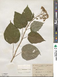 Hydrangea anomala image