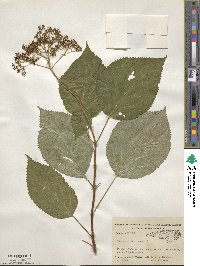 Hydrangea anomala image