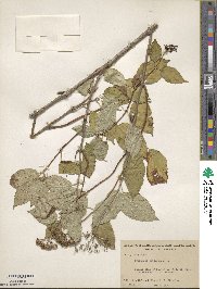 Hydrangea anomala image