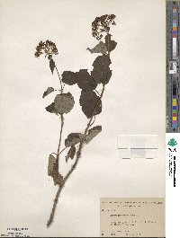 Hydrangea anomala image