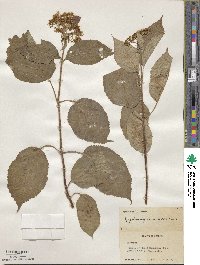 Hydrangea anomala image