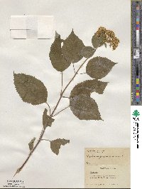 Hydrangea anomala image